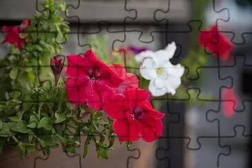 Foto jigsaw puzzle