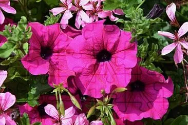 Foto jigsaw puzzle