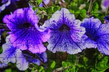 Foto jigsaw puzzle