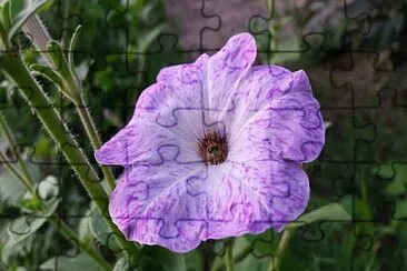 Foto jigsaw puzzle