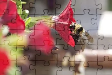 Foto jigsaw puzzle