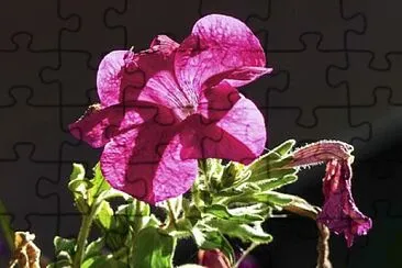 Foto jigsaw puzzle