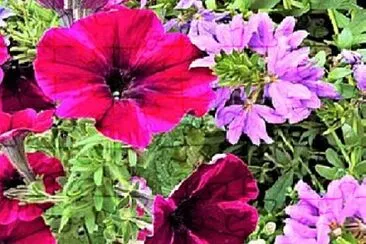 Foto jigsaw puzzle