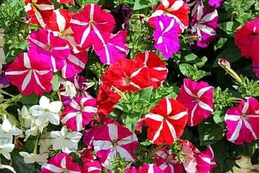 Foto jigsaw puzzle