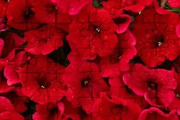 Foto jigsaw puzzle
