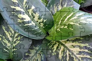 Foto jigsaw puzzle