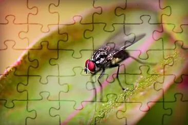 Foto jigsaw puzzle