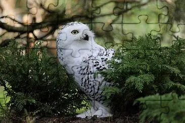 Foto jigsaw puzzle