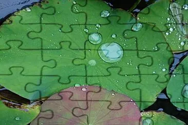 荷葉水珠 jigsaw puzzle
