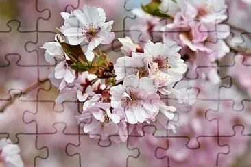 Foto jigsaw puzzle