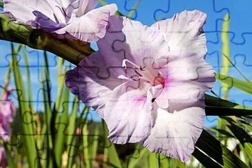  jigsaw puzzle