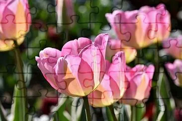 Foto jigsaw puzzle