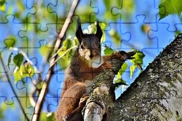 Foto jigsaw puzzle