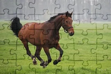 פאזל של Foto