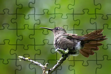 Colibrì mdesto jigsaw puzzle