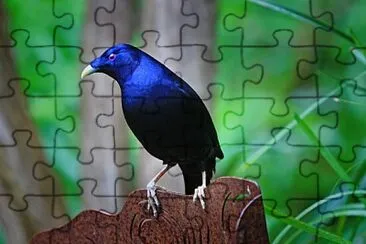 Foto jigsaw puzzle
