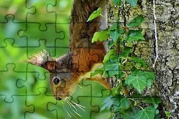 Foto jigsaw puzzle
