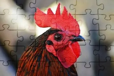 Foto jigsaw puzzle