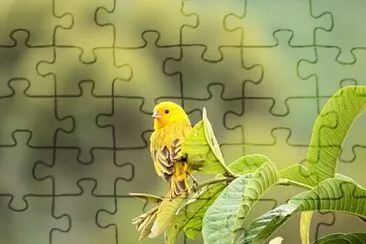 פאזל של Foto