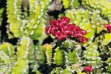 Foto jigsaw puzzle