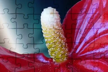 Foto jigsaw puzzle