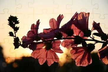 Foto jigsaw puzzle