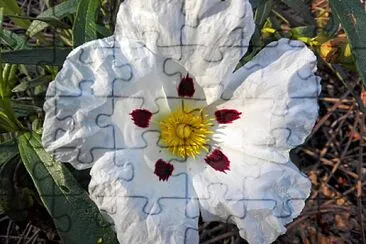 FLOWERS jigsaw puzzle