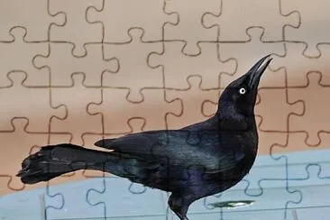 Gracchio dei caraibi jigsaw puzzle