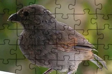 פאזל של Barbados fullfinch