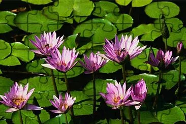 Foto jigsaw puzzle
