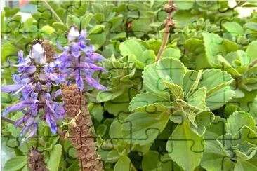 Foto jigsaw puzzle