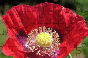Foto jigsaw puzzle