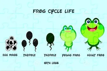 life cycle of a frog