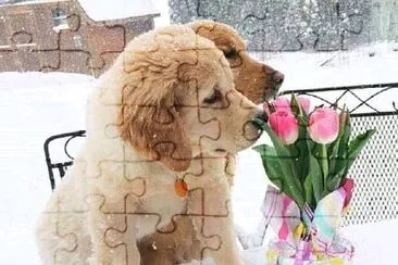 perro