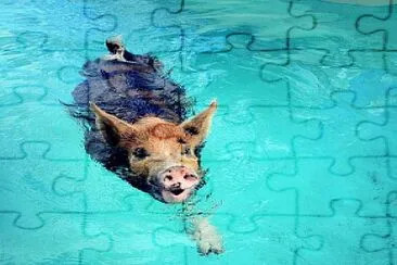 Aquatic pork