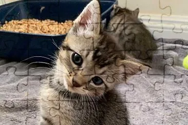 gata jigsaw puzzle