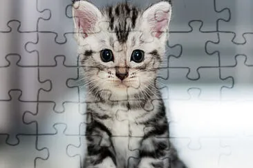 Gato ???? jigsaw puzzle