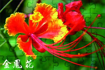 פאזל של 花賞