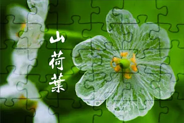 花賞 jigsaw puzzle