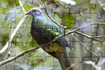 Colomba frugivora magnifica jigsaw puzzle