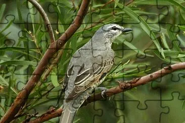 Coracina cicala jigsaw puzzle