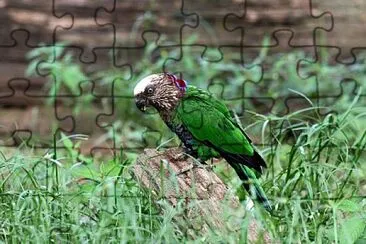Pappagallo accipitrino jigsaw puzzle