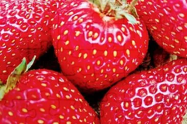 FRESAS jigsaw puzzle