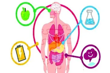 Metabolismo