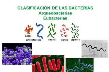 Arma el rompecabezas