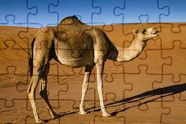 Dromedario jigsaw puzzle