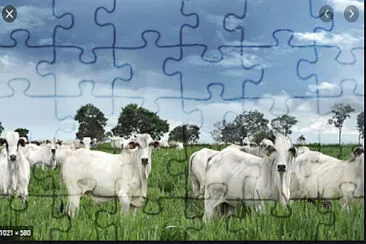 teste jigsaw puzzle