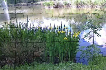 Colombier Iris d 'eau