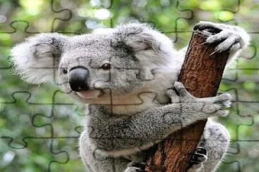 KOALA jigsaw puzzle