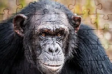 MACACO jigsaw puzzle